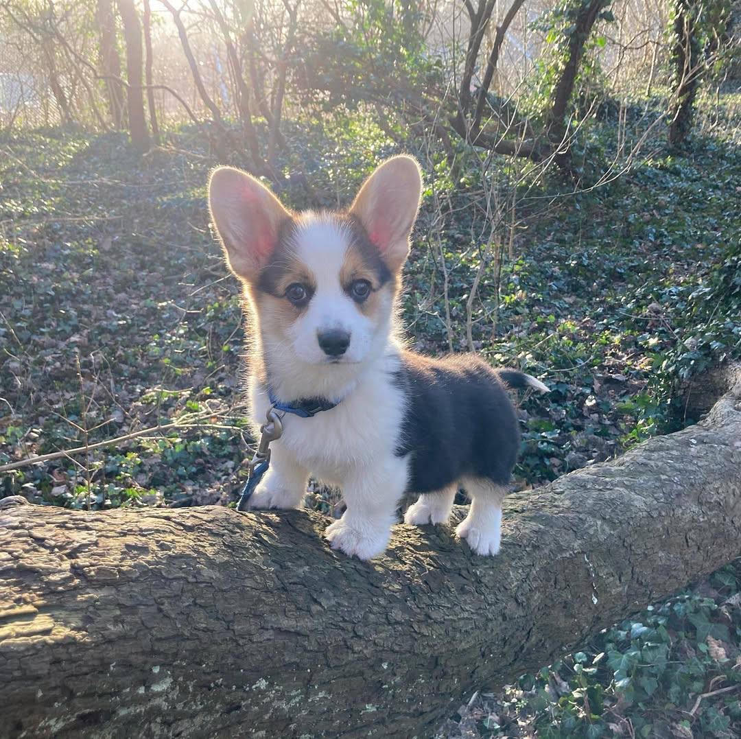 Peach the Welsh Corgi